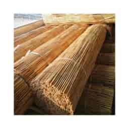 Saz Kamışı Nedir?