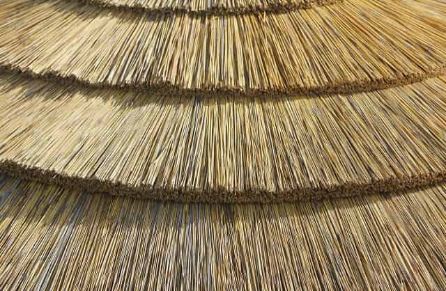 Kirpi Kamış Şemsiye